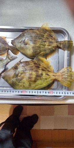 水橋漁港