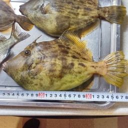 カワハギ