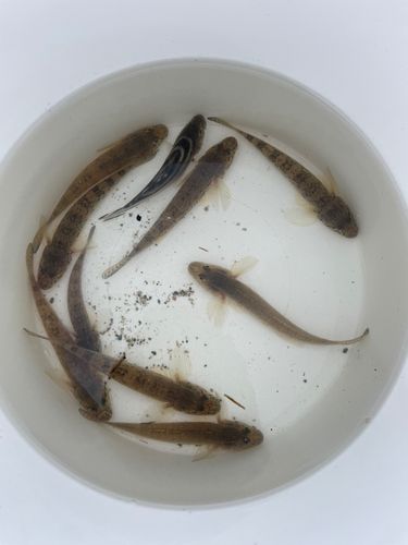 マハゼの釣果