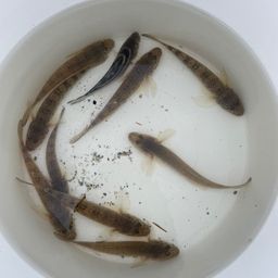 マハゼ