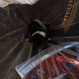 アユ