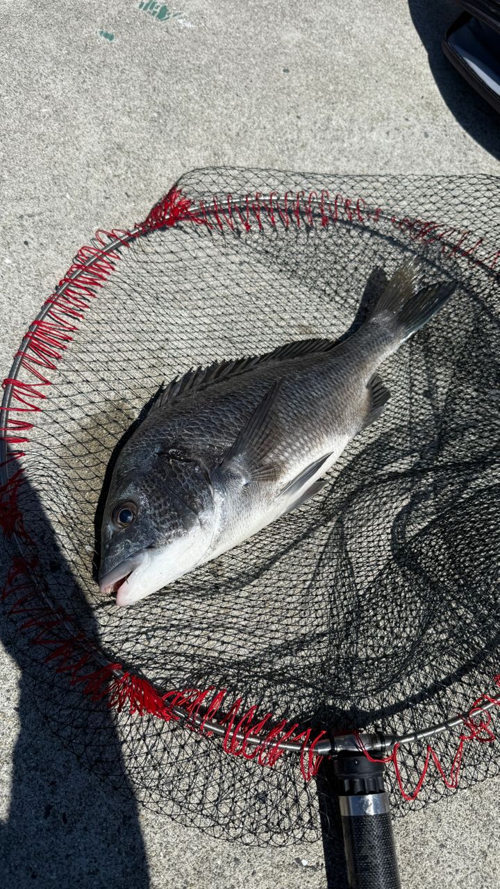 SHIMANO 20極翔 硬調 黒鯛 1-530の最安値・インプレ・釣果 | 本音の