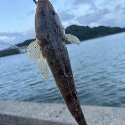 マゴチ