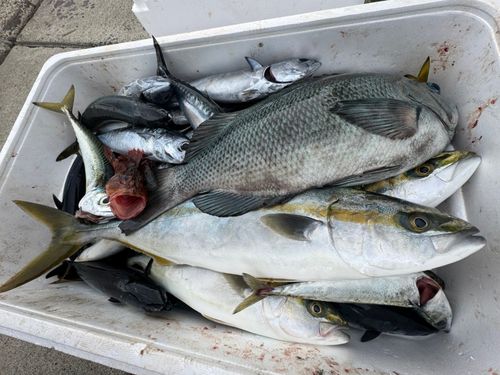 イナダの釣果