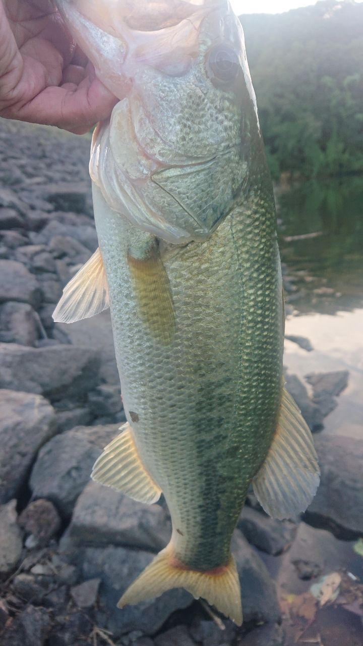 ラージマウスバス