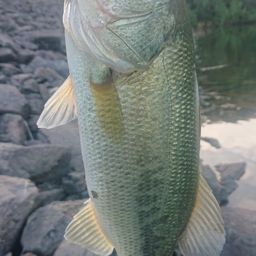 ラージマウスバス