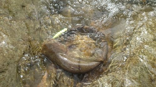 ナマズの釣果