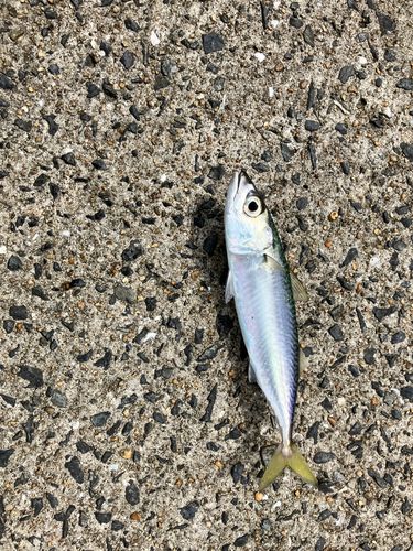 サバの釣果