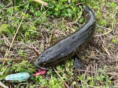 ライギョの釣果