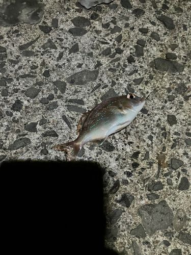 チャリコの釣果