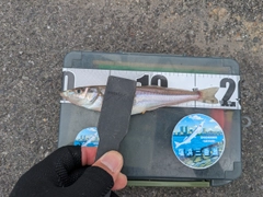 シロギスの釣果