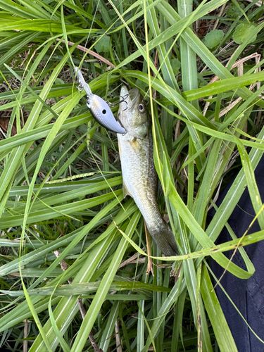 ラージマウスバスの釣果
