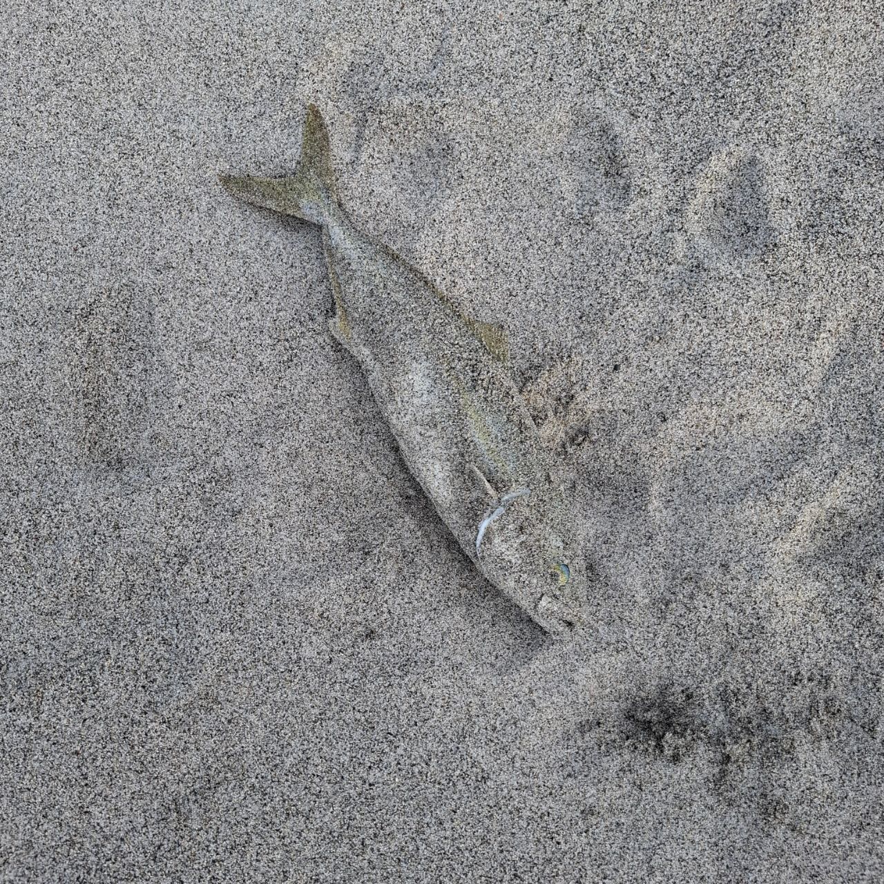 ヒラメ
