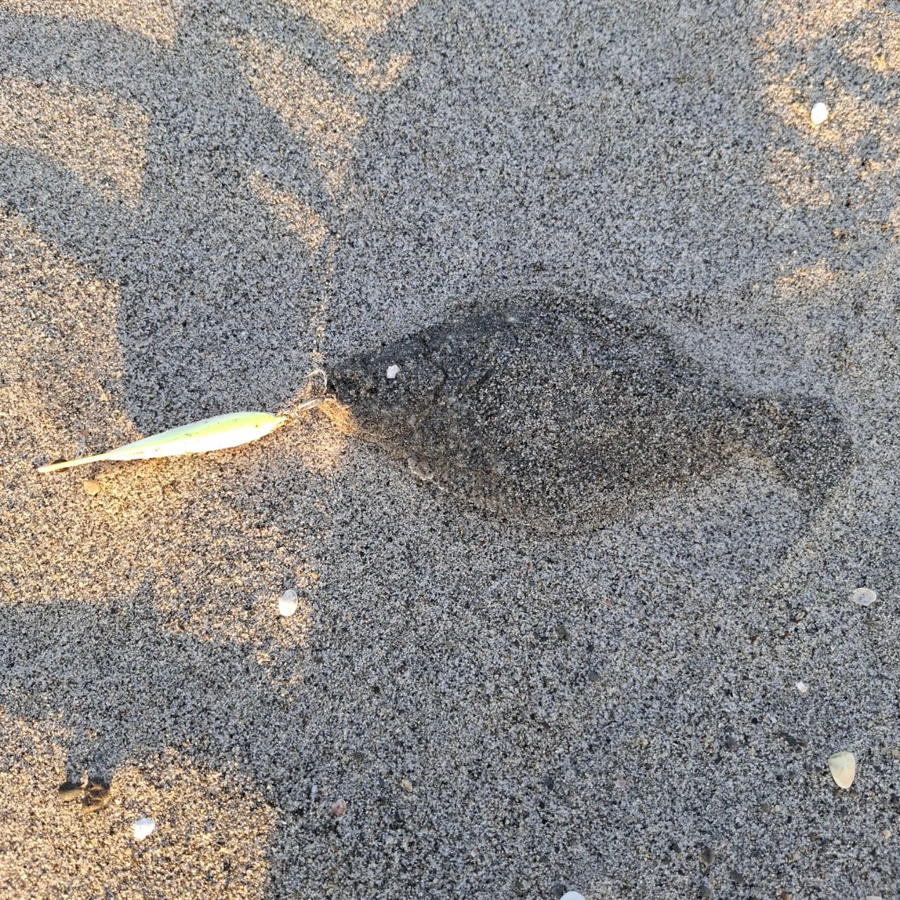 ヒラメ