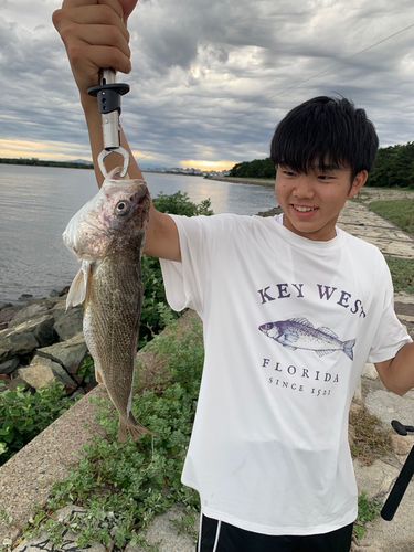 シログチの釣果
