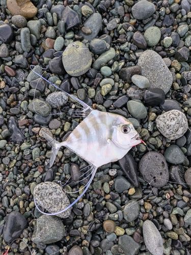 イトヒキアジの釣果