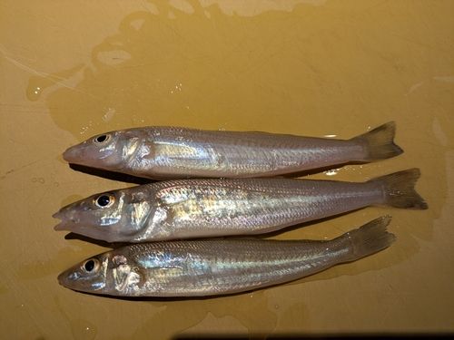 キスの釣果