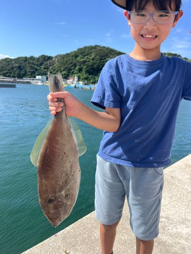 ウスバハギの釣果