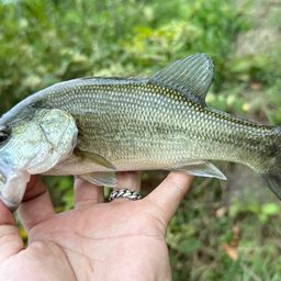 ラージマウスバス