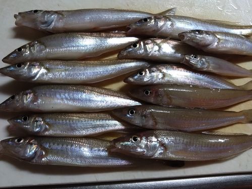 キスの釣果