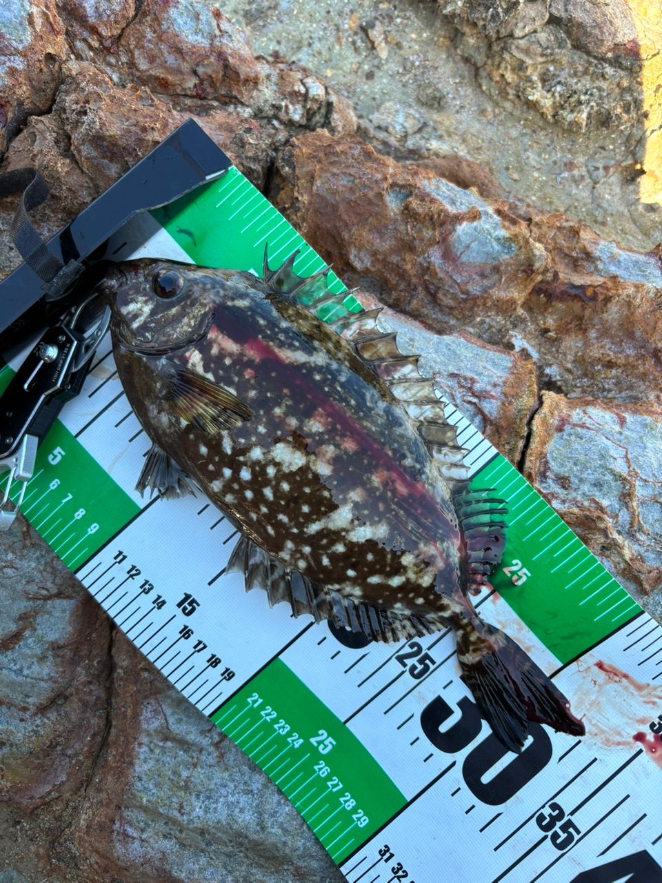 ダイワ 18銀狼 唯牙AGS1-53 Amazon | ダイワ(DAIWA) 銀狼唯牙(ギンロウユイガ) AGS 0-53・Q