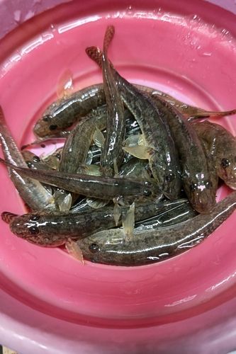 衣浦湾