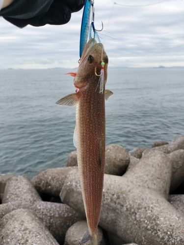 エソの釣果