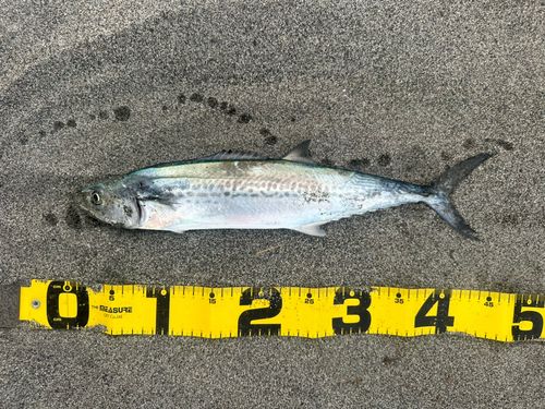 サゴシの釣果
