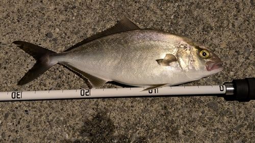 釜石湾
