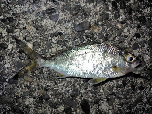 クロサギの釣果