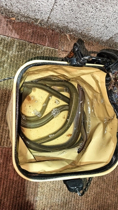 ウナギの釣果