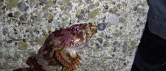 ヨロイメバルの釣果