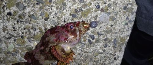 ヨロイメバルの釣果