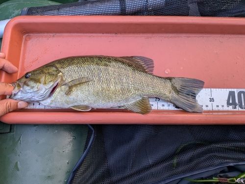 スモールマウスバスの釣果