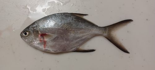 河芸漁港
