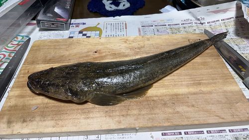 マゴチの釣果