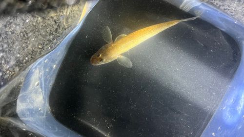 ハゼの釣果