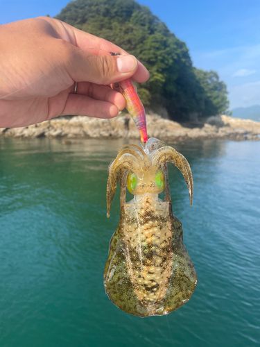 アオリイカの釣果
