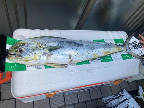 シイラの釣果