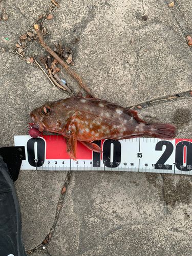 カサゴの釣果