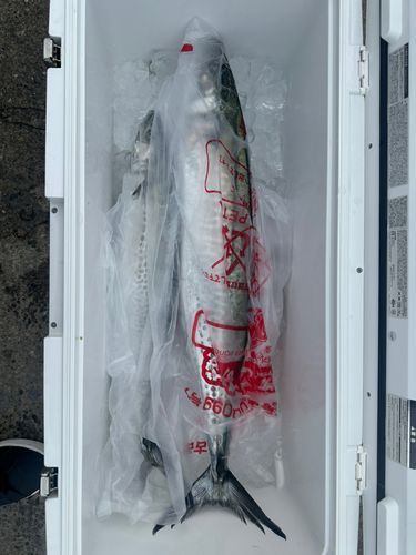 サワラの釣果