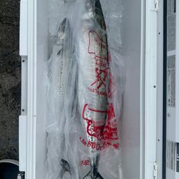サワラ