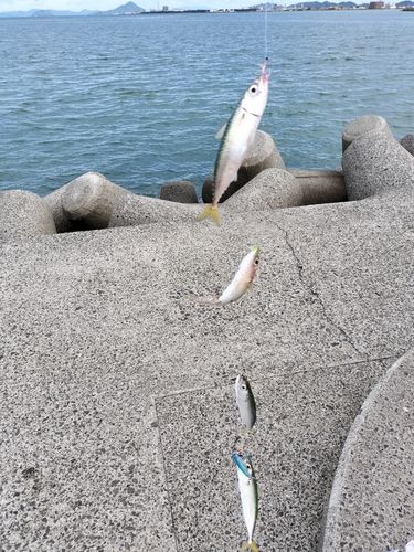 伊予港