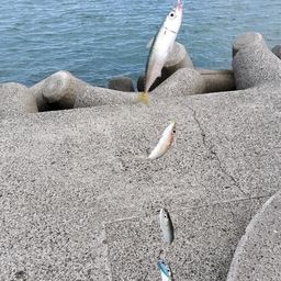 サバ