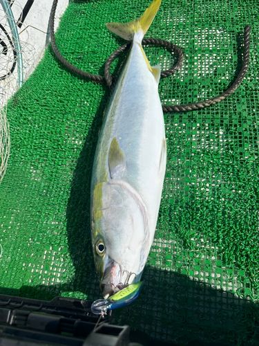ブリの釣果