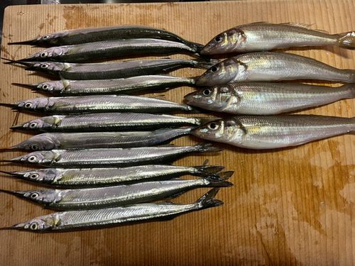 サヨリの釣果