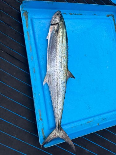 サワラの釣果