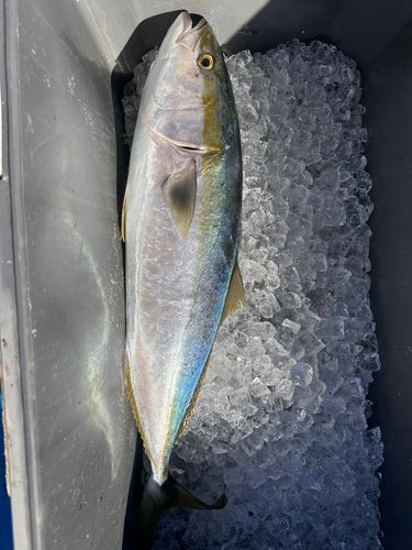 ブリの釣果