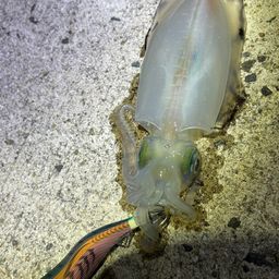 アオリイカ