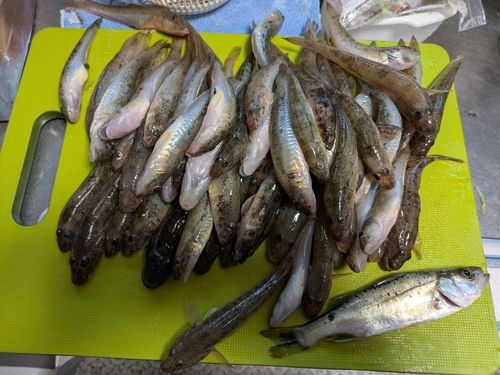 ハゼの釣果